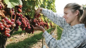 fruit-picking